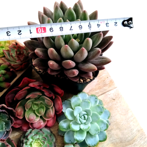 多肉植物 エケベリア セット 多肉植物 chao.Garden 通販 20373689