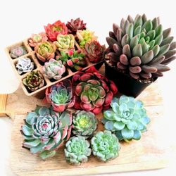 多肉植物 エケベリア セット 多肉植物 chao.Garden 通販 20373689