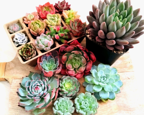 多肉植物 エケベリア セット 多肉植物 chao.Garden 通販 20373689