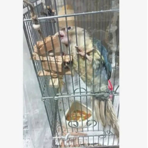 cc3 インコ オオム カジカジ、ガジガジおもちゃセット かじり木