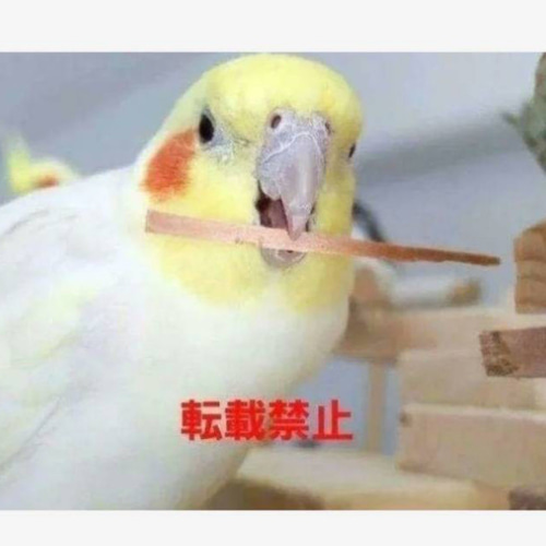 cc3 インコ オオム カジカジ、ガジガジおもちゃセット かじり木