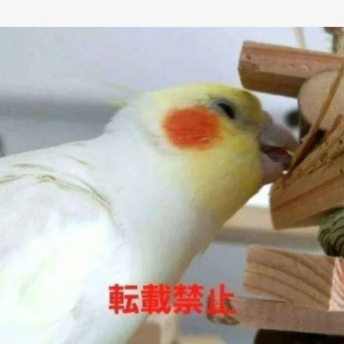 cc3 インコ オオム カジカジ、ガジガジおもちゃセット かじり木