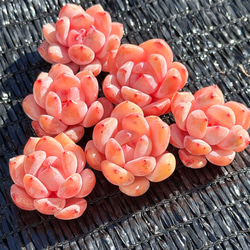 多肉植物 エケベリ ピーチスアンドクリーム錦 超美苗 レア種 多肉植物