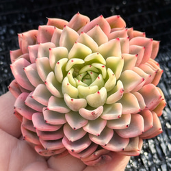 新入荷 大人気 多肉植物 エケベリ ムーンフェアリー錦 超美苗 レア種