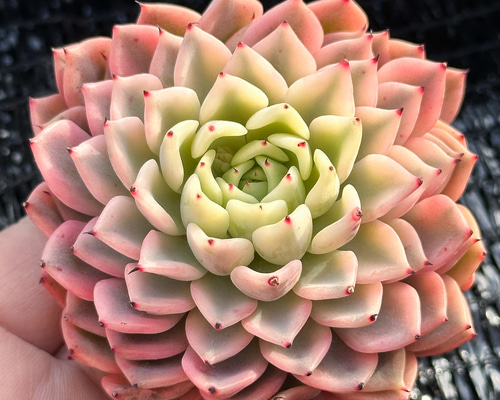 新入荷 大人気 多肉植物 エケベリア ギルバの薔薇錦 超美苗 レア種