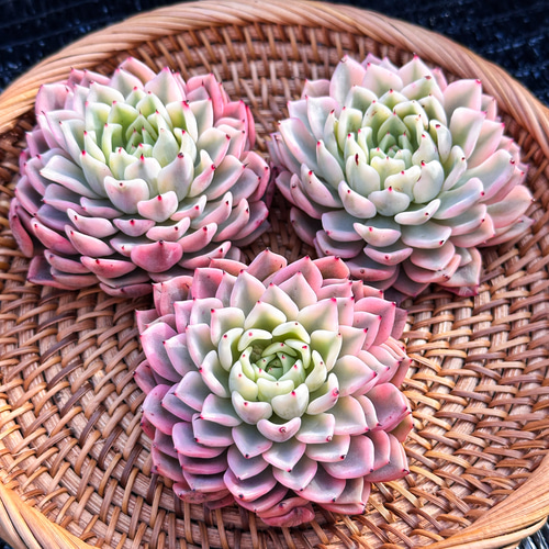 新入荷 大人気 多肉植物 エケベリア ギルバの薔薇錦 超美苗 レア種