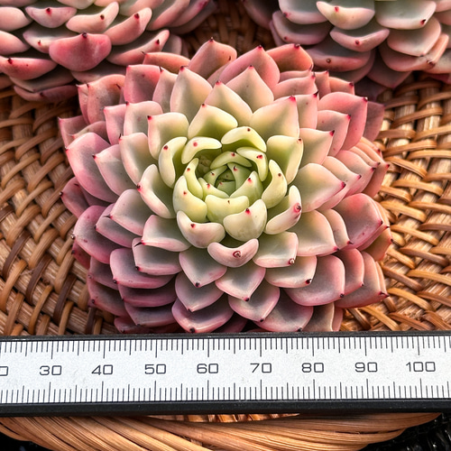 新入荷 大人気 多肉植物 エケベリア ギルバの薔薇錦 超美苗 レア種