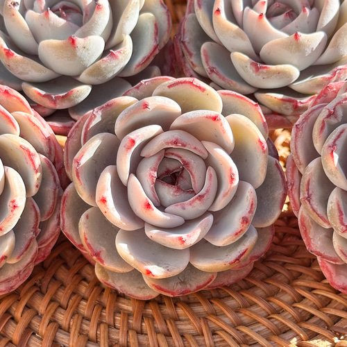 新入荷 大人気 多肉植物 エケベリア レース 超美苗 レア種 多肉植物