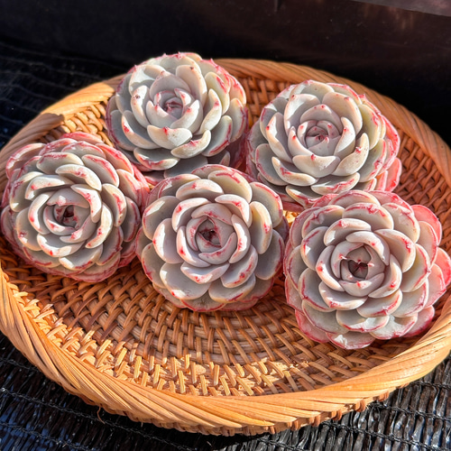 新入荷 大人気 多肉植物 エケベリア レース 超美苗 レア種 多肉植物