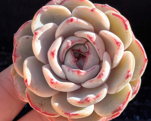 新入荷 大人気 多肉植物 エケベリア レース 超美苗 レア種 多肉植物