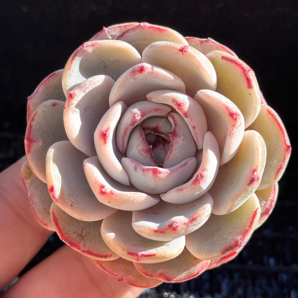 新入荷 大人気 多肉植物 エケベリア レース 超美苗 レア種 多肉植物