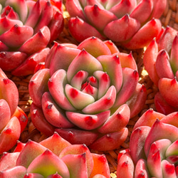 多肉植物 エケベリ ピーチスアンドクリーム錦 超美苗 レア種 多肉植物