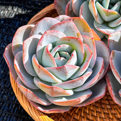 新入荷 多肉植物 エケベリア スノーピーチ 超美苗 レア種 多肉植物