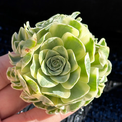 多肉植物 エケベリア オンスロー錦 超美苗 レア種 多肉植物