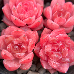 SALE❣️塊根 ユーフォルビア 薔薇大戟 3cm 1株 多肉植物 愛多肉-(AI