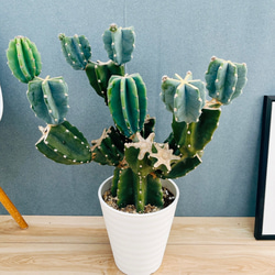 現品］【希少】1番 ドラセナ レモンサプライズ 8号 観葉植物 室内 黄