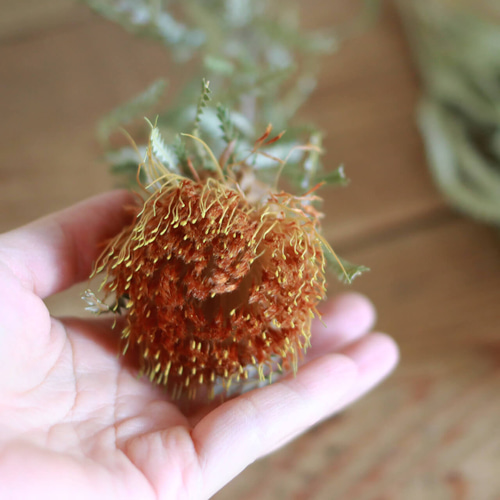 ドライアンドラ フォルモーサ ◇ ドライフラワー おしゃれ 北欧