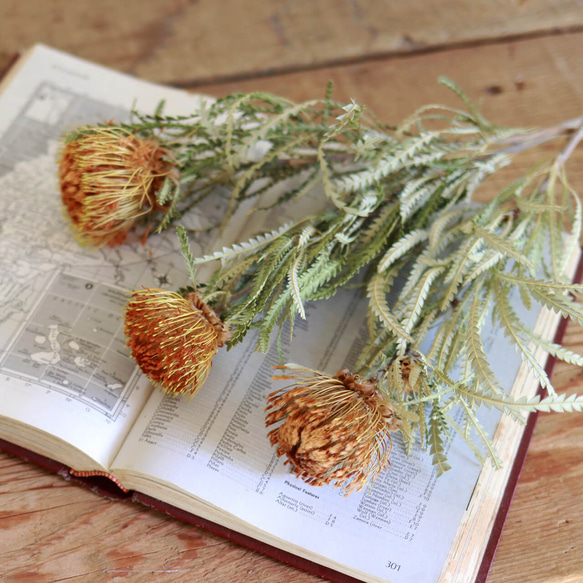 ドライアンドラ フォルモーサ ◇ ドライフラワー おしゃれ 北欧