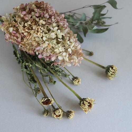 ユーカリ ポポラスベリー ◇ ドライフラワー おしゃれ 北欧 ナチュラル