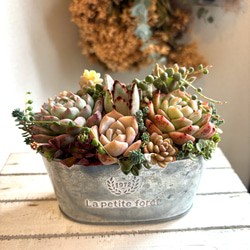 ペルシア 多肉植物 エケベリア 抜き苗 大苗 多肉植物 galleryk's植物