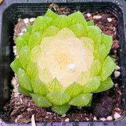 多肉植物 エケベリア purple fairy 4cm 抜き苗 1株 多肉植物 愛多肉