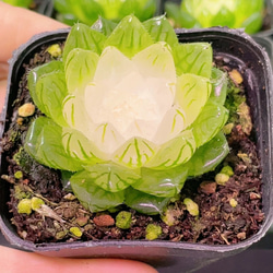 お買い得 早い者勝ち 2026 超豪華 12品種 多肉植物福袋 多肉植物 愛