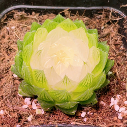 SALE❣️塊根 ユーフォルビア 薔薇大戟 3cm 1株 多肉植物 愛多肉-(AI