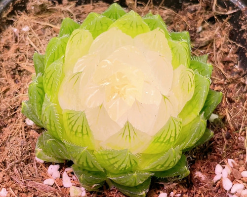 多肉植物 ハオルチア 宝蓮灯 5-6cm 抜き苗 1株 多肉植物 愛多肉-(AI