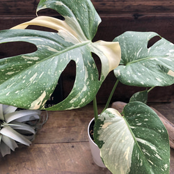 フィカス リラータの斑入り♡カシワバゴム♡希少♡観葉植物 アート