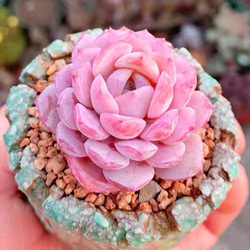 レア 多肉植物 エケベリア 桜ミルクキャンディ 2頭 1苗2980円 多肉植物