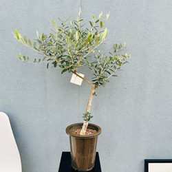 現品］12番 フィカス ウンベラータ 観葉植物 室内 大型 ゴムの木 人気