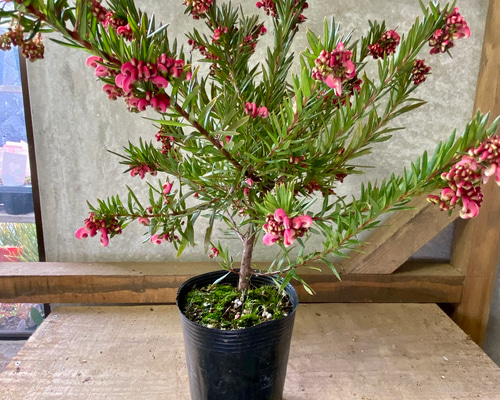 オージープランツ グレビレア ジョンエバンス アートフラワー plant