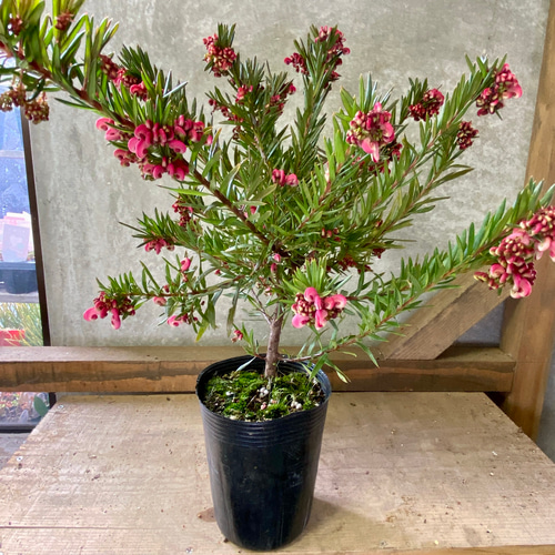 オージープランツ グレビレア ジョンエバンス アートフラワー plant