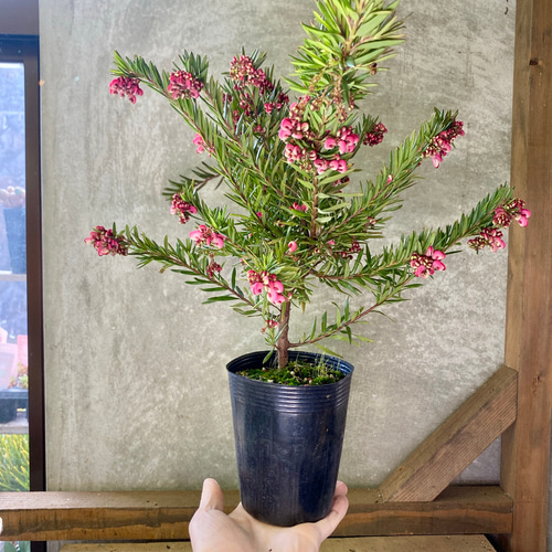 オージープランツ グレビレア ジョンエバンス アートフラワー plant