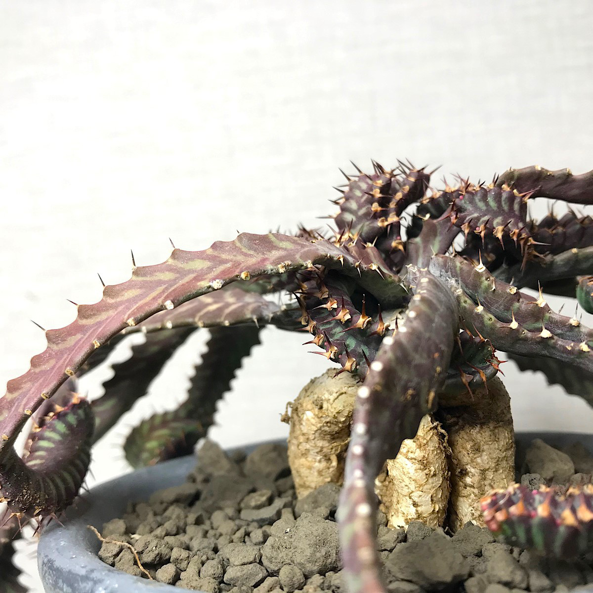 ユーフォルビア ステラータ '飛竜' ＊ 塊根植物 多肉植物 珍奇植物
