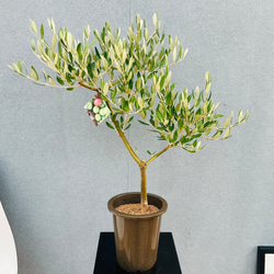 現品］ドラセナ コンシンネ ホワイボリー 観葉植物 大型 室内 綺麗な葉