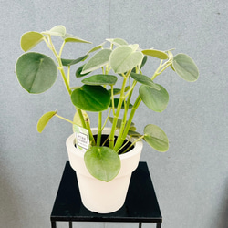 現品］【希少】2番 キンカン ソテツ 斑入り 9号 金環 蘇轍 観葉植物