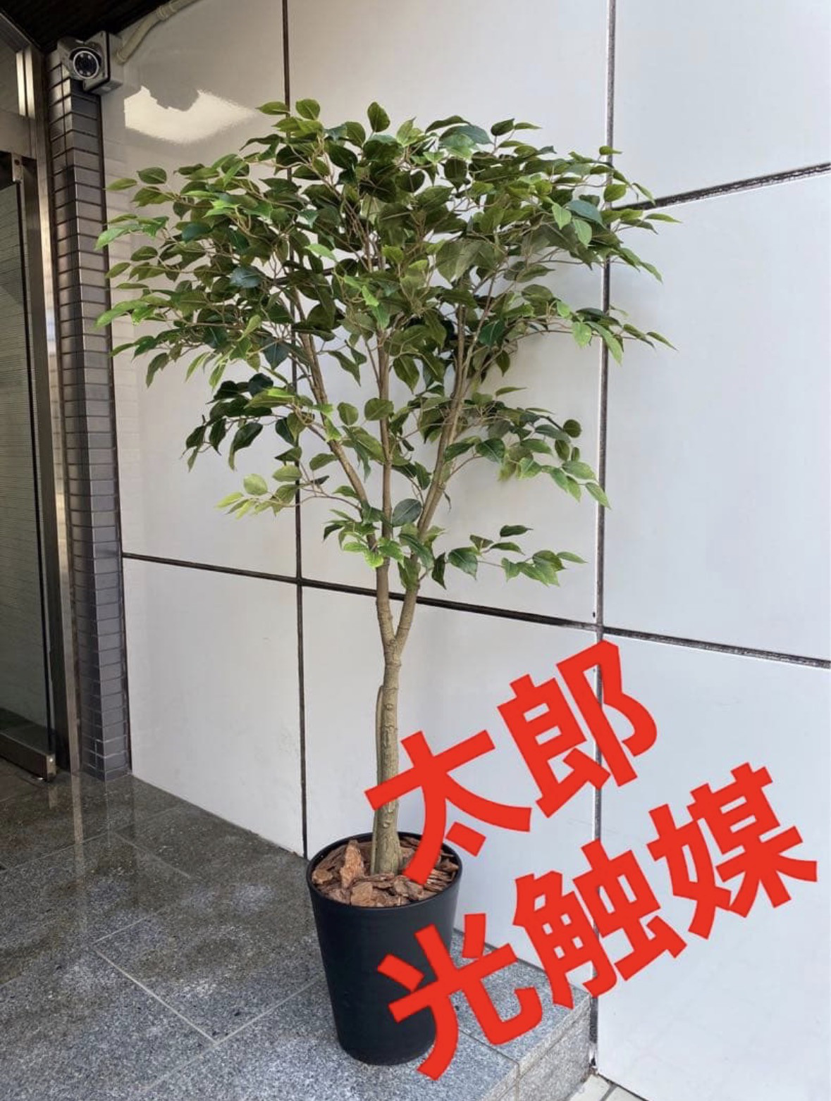 光触媒　人工観葉植物　ウォールグリーン　フェイクグリーン　ベンジャミン145