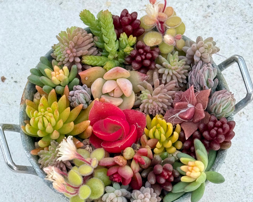 数量限定♡⃛ちまちま寄せ植え紅葉中＊ちまちまサイズ＊多肉植物