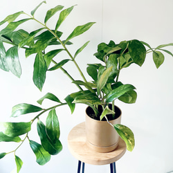 ユニークな葉姿＊フィッシュボーンカクタス＊人気商品【calm cafe