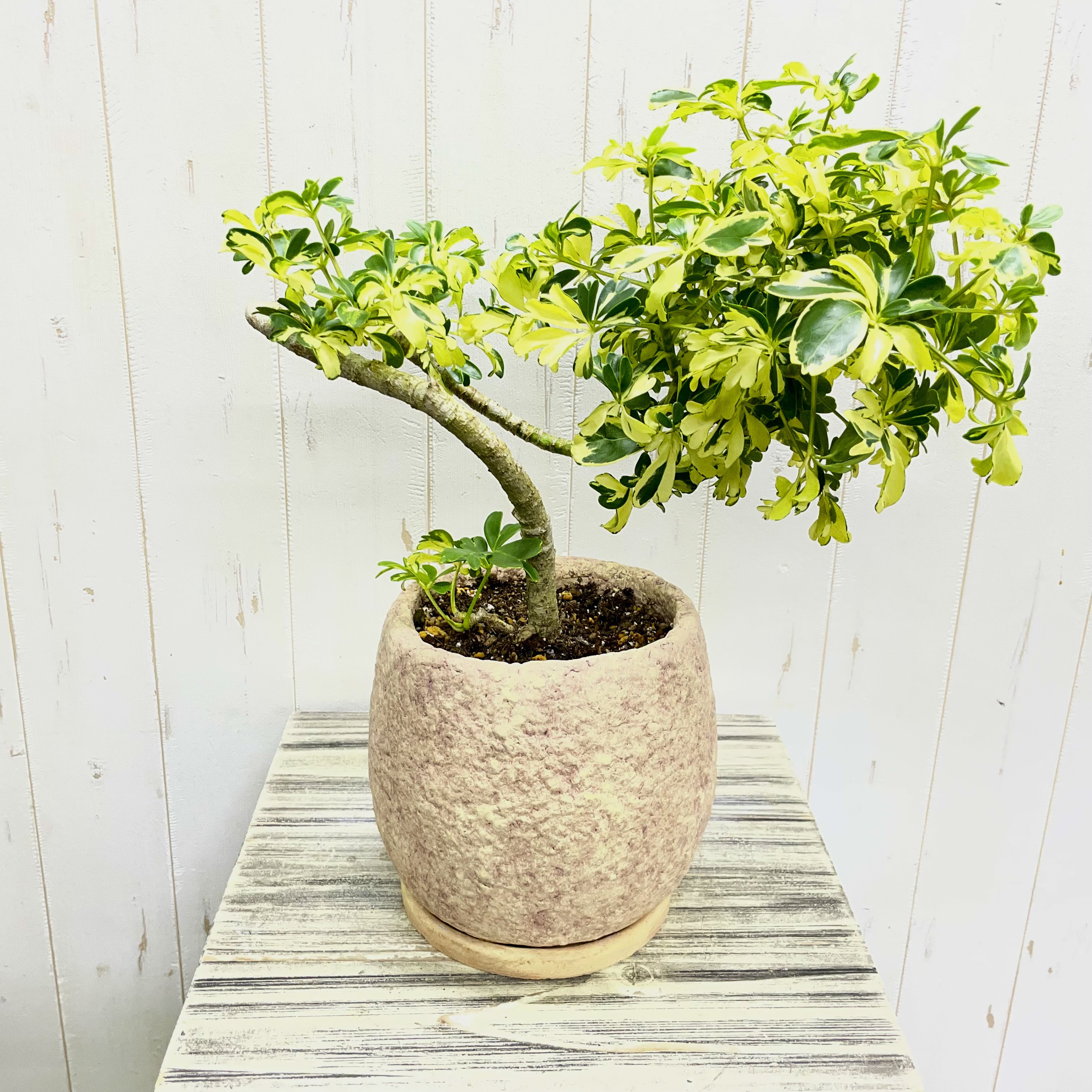 シェフレラ ジェニーネ 曲がり仕立て｜アンティーク調セメント鉢植え｜受け皿付き