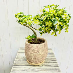 光触媒 人工観葉植物 ウォールグリーン フェイクグリーン パステル