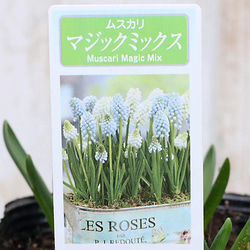 花寄せ植え ジュリアン＆アリッサム ギャザリングリース35㎝受注生産