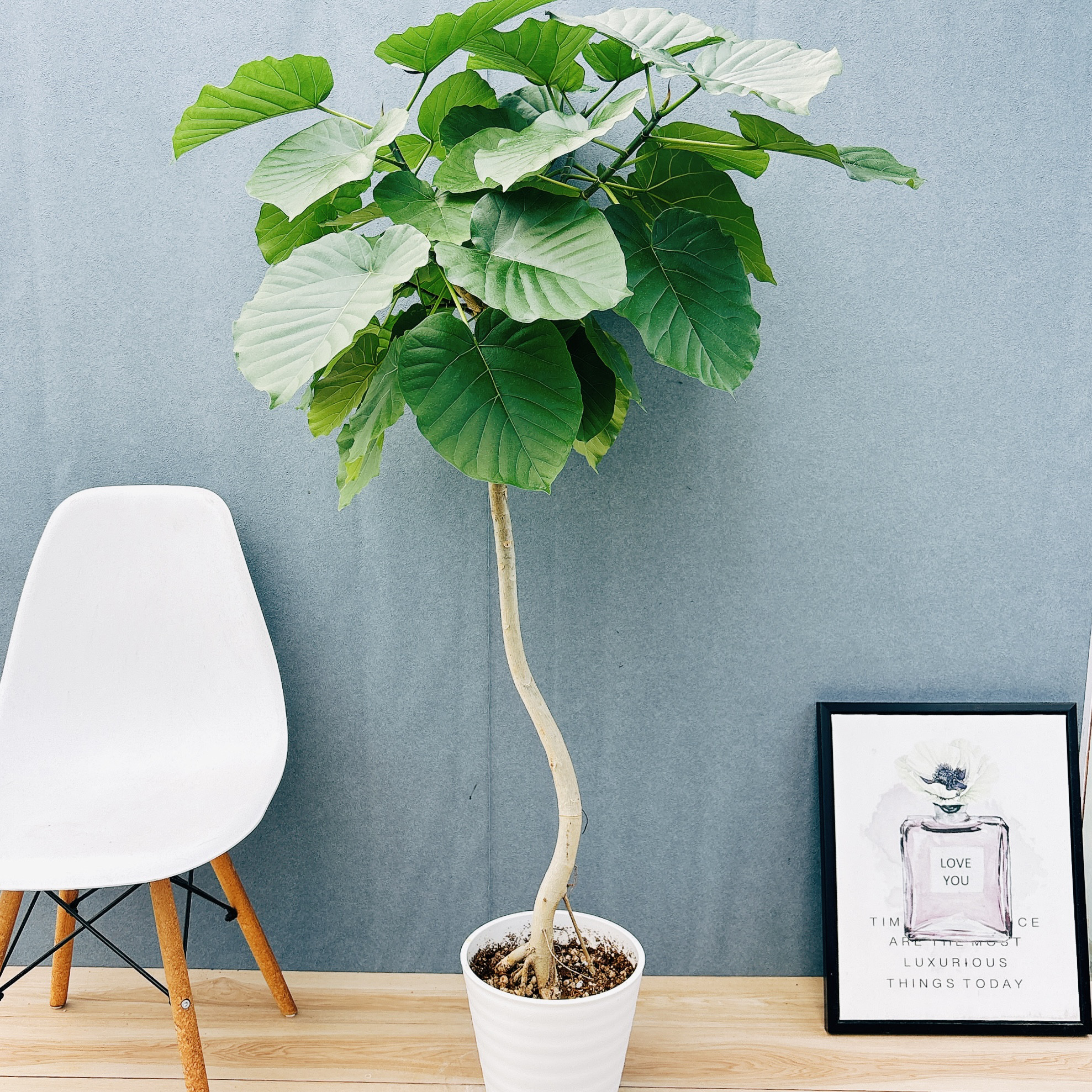 ［現品］17番　フィカス　ウンベラータ　8号　観葉植物　室内　大型　ゴムの木　人気  かわいい　上品　おしゃれ