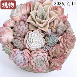 オーストラリアキャプテンヘイ【エケベリア 多肉植物】 多肉植物