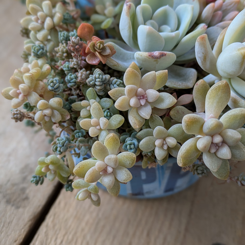 多肉植物 オルペットの寄せ植え 多肉植物 ミクロ 通販 20386490