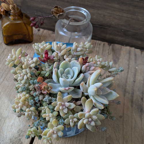 多肉植物 オルペットの寄せ植え 多肉植物 ミクロ 通販 20386490