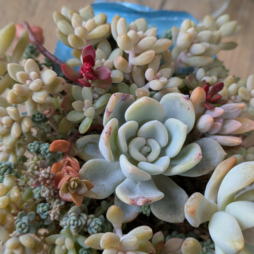 多肉植物 オルペットの寄せ植え 多肉植物 ミクロ 通販 20386490