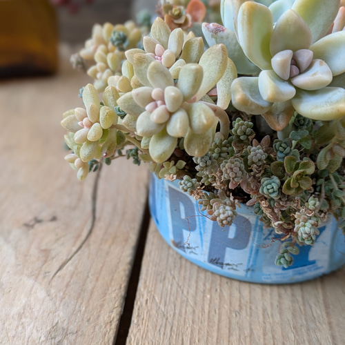 多肉植物 オルペットの寄せ植え 多肉植物 ミクロ 通販 20386490