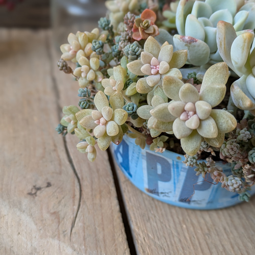 多肉植物 オルペットの寄せ植え 多肉植物 ミクロ 通販 20386490